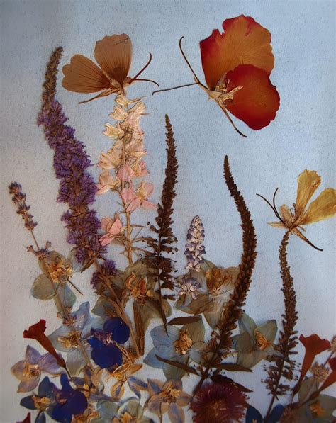 Цветы гербарий - фото и картинки: 63 штук