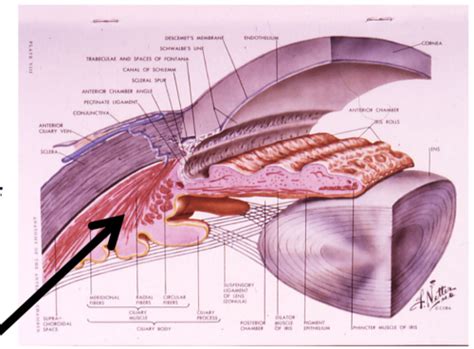 The Ciliary Body Flashcards | Quizlet