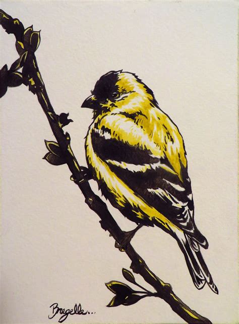 American Goldfinch — Art By Bregelle