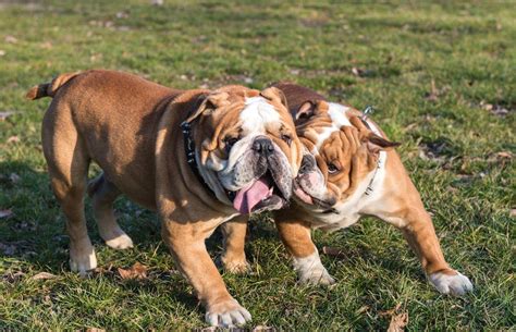 bulldog inglese caratteristiche cure naturaliit
