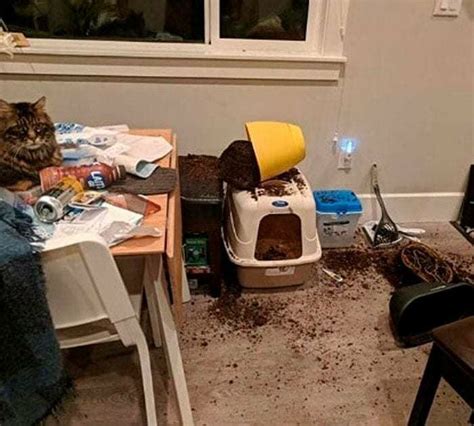 Best Sex Offender Images On Pholder Suddenlysexoffender Illegally Smol Cats And