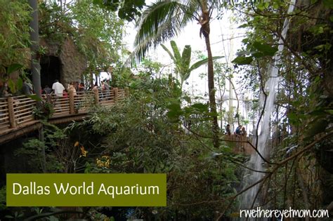 Dallas World Aquarium Dallas Tx R We There Yet Mom