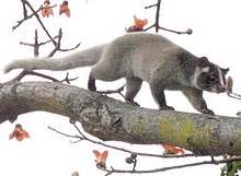 Masked palm civet - Wikipedia