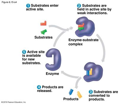 6 An Introduction to Metabolism. - ppt download
