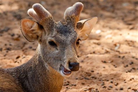 The 19 Rarest Deer And Antelope Species Around The World