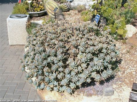 Succulent Atlas - Peter Lapshin
