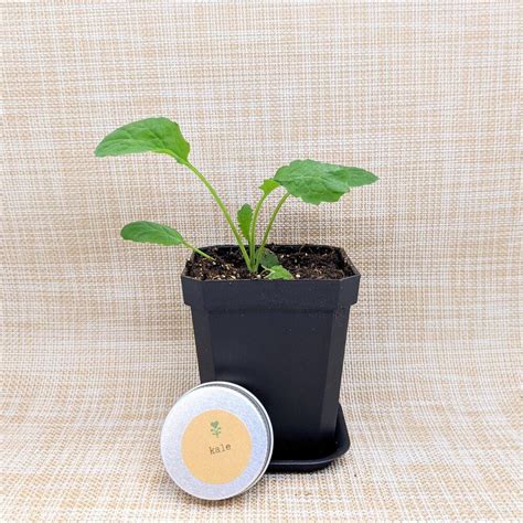 Organic Kale Seeds Plantflix