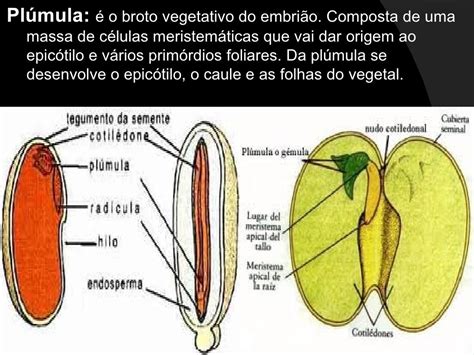 Sementes Morfologia Vegetal