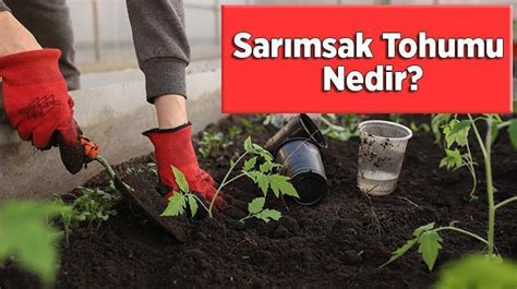 Sarımsak Tohumu Nedir Nasıl Ve Ne Zaman Ekilir Püf Noktası