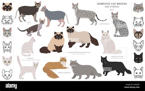 Domestic Cat Breeds And Hybrids Collection Isolated On White Flat