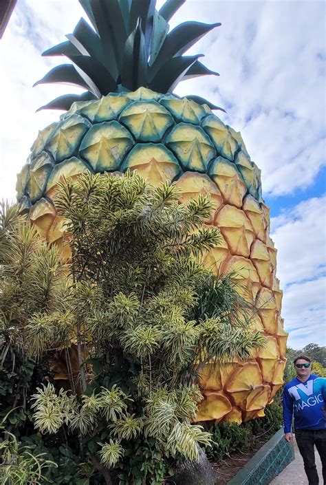 big pineapple   big prawn   big banana