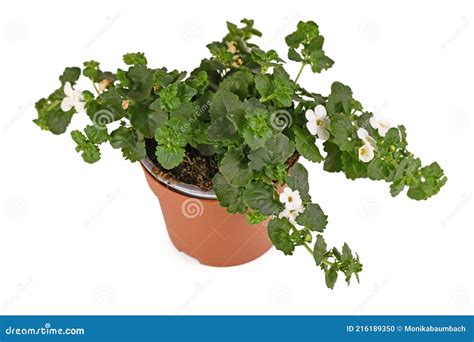 Sutera Diffusa Stock Photos - Free & Royalty-Free Stock Photos from ...