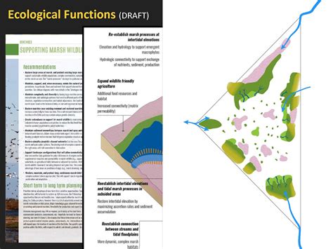 Delta Landscapespage30 Mavens Notebook California Water News Central