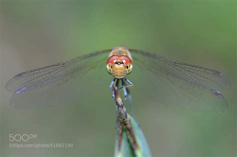 22 Insects Too Crafty To Be Caught By The Naked Eye 500px