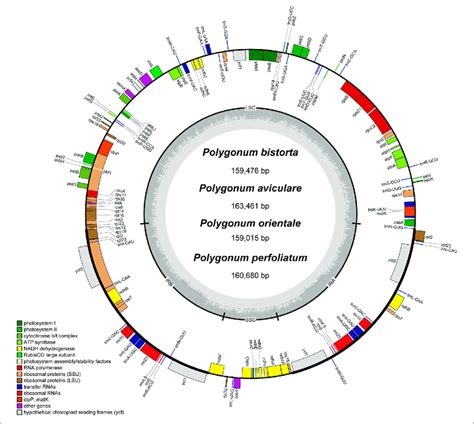 Gene Map Of The Polygonum Chloroplast Genome Genes Drawn Inside The