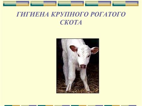 Гигиена крупного рогатого скота - презентация онлайн