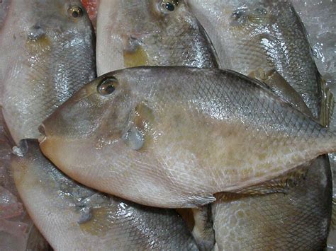 Ikan Ayam Ayam Homecare24