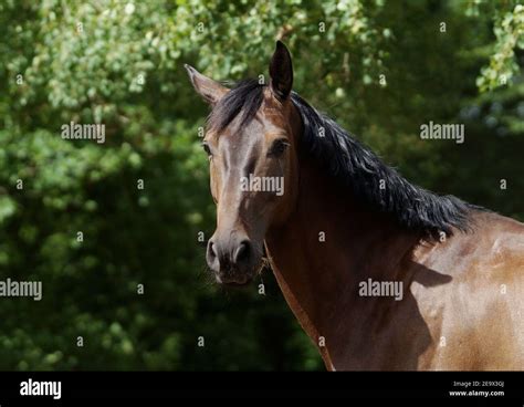 Light Bay Horse Hi Res Stock Photography And Images Alamy