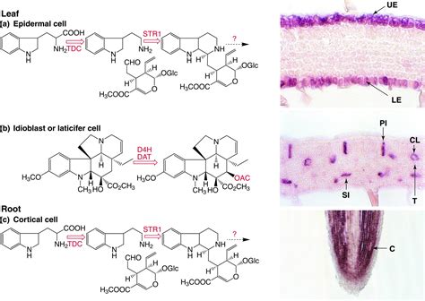 The Cell And Developmental Biology Of Alkaloid Biosynthesis Trends In