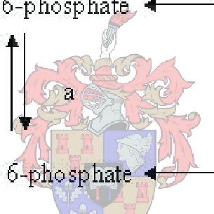 1 Pathway of sucrose metabolism. The letters denote the following ...