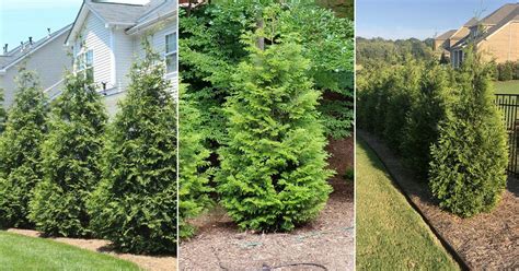 Green Giant Arborvitae Growing Information Balcony Garden Web