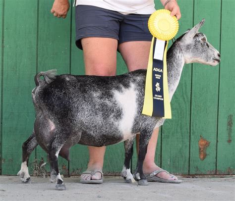 Nigerian Dwarf Goats Full Grown