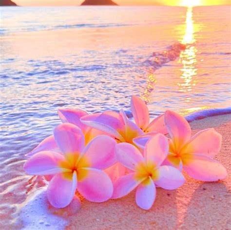Hawaiʻi Magazine On Instagram Pretty In Pink⁠ ⁠ 📷 Klairefotohi