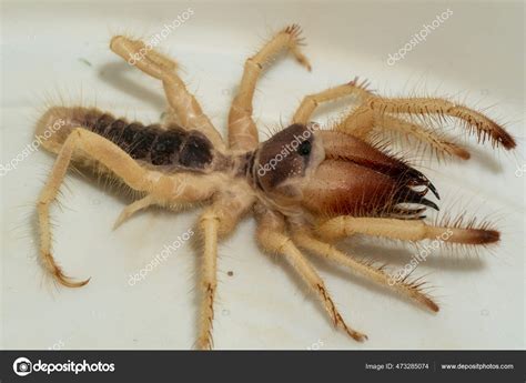 Egyptian Giant Solpugids Galeodes Arabs Wind Scorpion Camel Spider