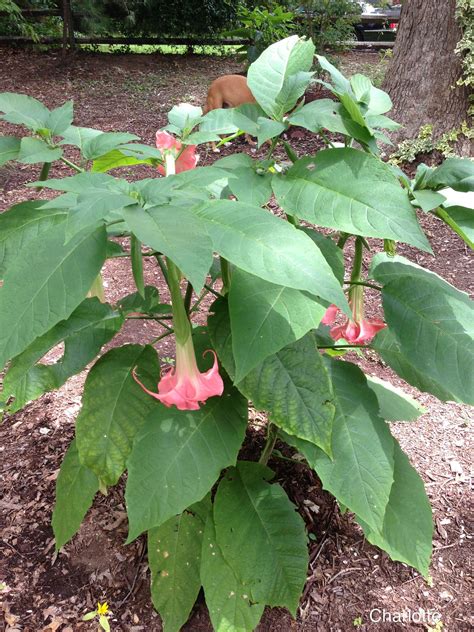 Pink Angel Plant Care - Pink Angel Trumpet | Plant leaves, Plants