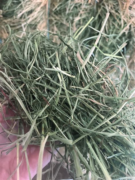 Orchard Grass 3x4s Fraser Valley Hay Brokers