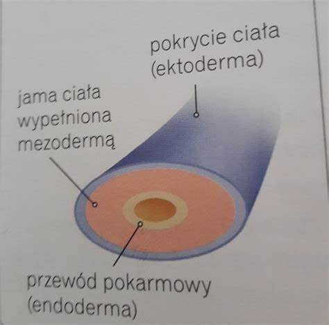 Cechy Królestwa Zwierząt Str 180 Flashcards Quizlet