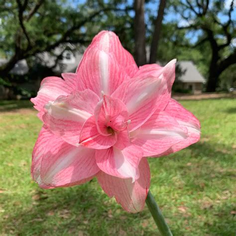 Amaryllis