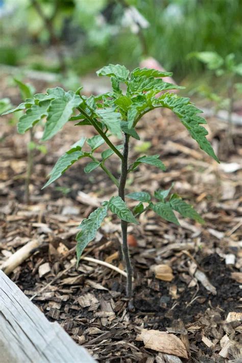 Best Mulch For Tomatoes My Favorite Types