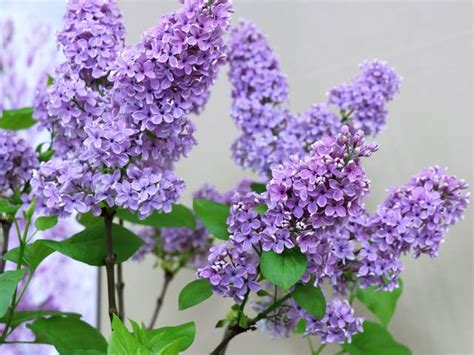 Lilas : présentation, plantation et taille