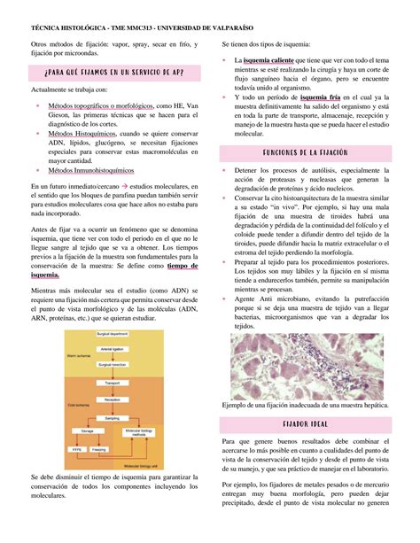 Solution Fijaci N Para Muestras Histol Gicas T Cnicas Histol Gicas