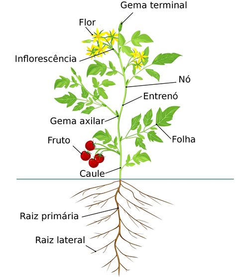 Raizes Caules Flores Folhas E Frutos Estao Presentes Apenas Nas