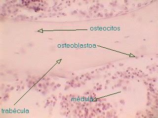 Laboratorios