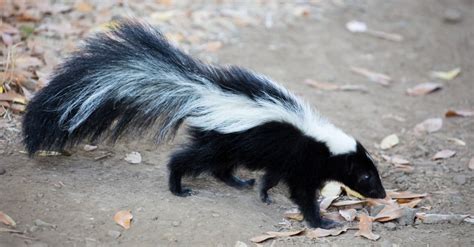Skunk Animal Facts A Z Animals