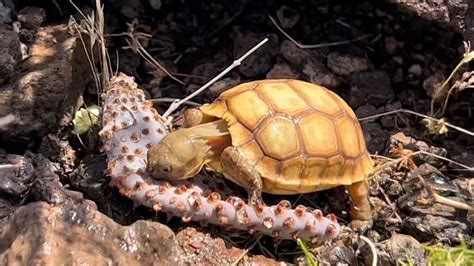 Found A Desert Tortoise Hatchling Today Youtube