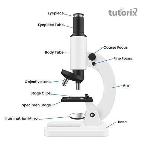 Simple Microscope Diagram And Functions Simple Microscope Di