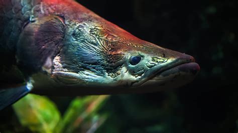 Are Arapaima Dangerous Detailed Explanation