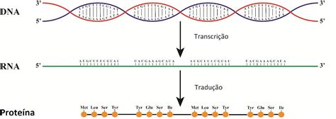 Uma Fita De Dna Apresenta A Seguinte Sequência - Uma fita de DNA tem as seguintes sequências de bases: TAC CAA GAG GTA ...