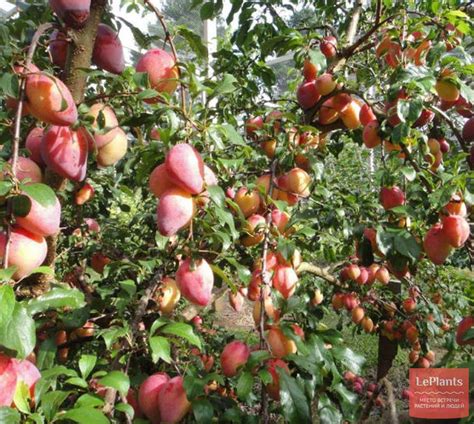 Слива домашняя (Prunus domestica) — описание, выращивание, фото | на ...