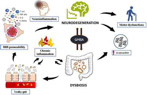 Figure 1 From The Interplay Between Gut Microbiota And Parkinsons