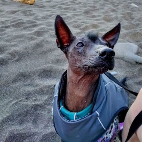 #xoloitzcuintle on Tumblr