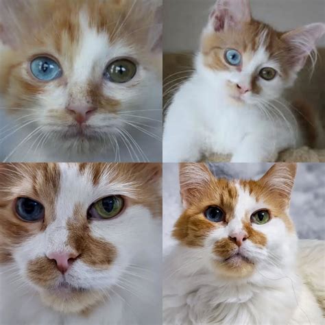 Cats of Threads Last night I brought my baby to work with me. My Man