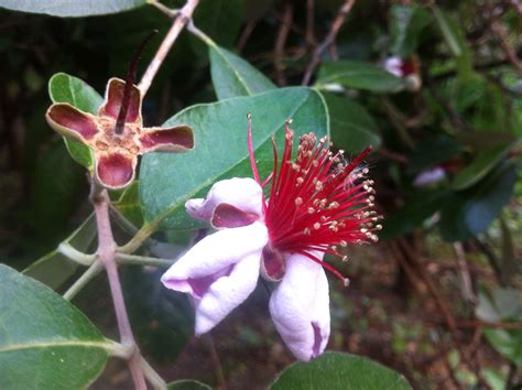 Feijoa - A Unique and Tasty Fruit