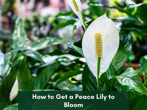 Signs Of An Overwatered Peace Lily And How To Revive It Gardenine