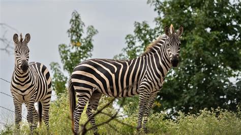 Texas High School Teacher Accused Of Having Sex With Student Cbs19 Tv