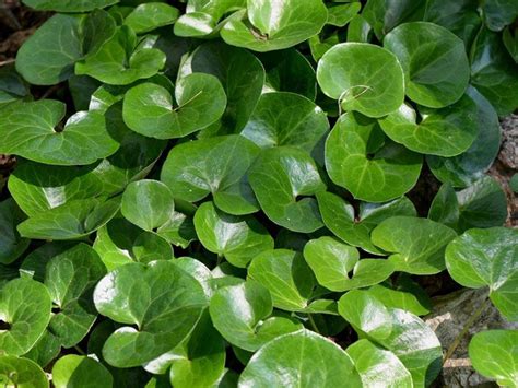 Многолетники, растущие в тени и полутени: фото, цветущие все лето, для ...